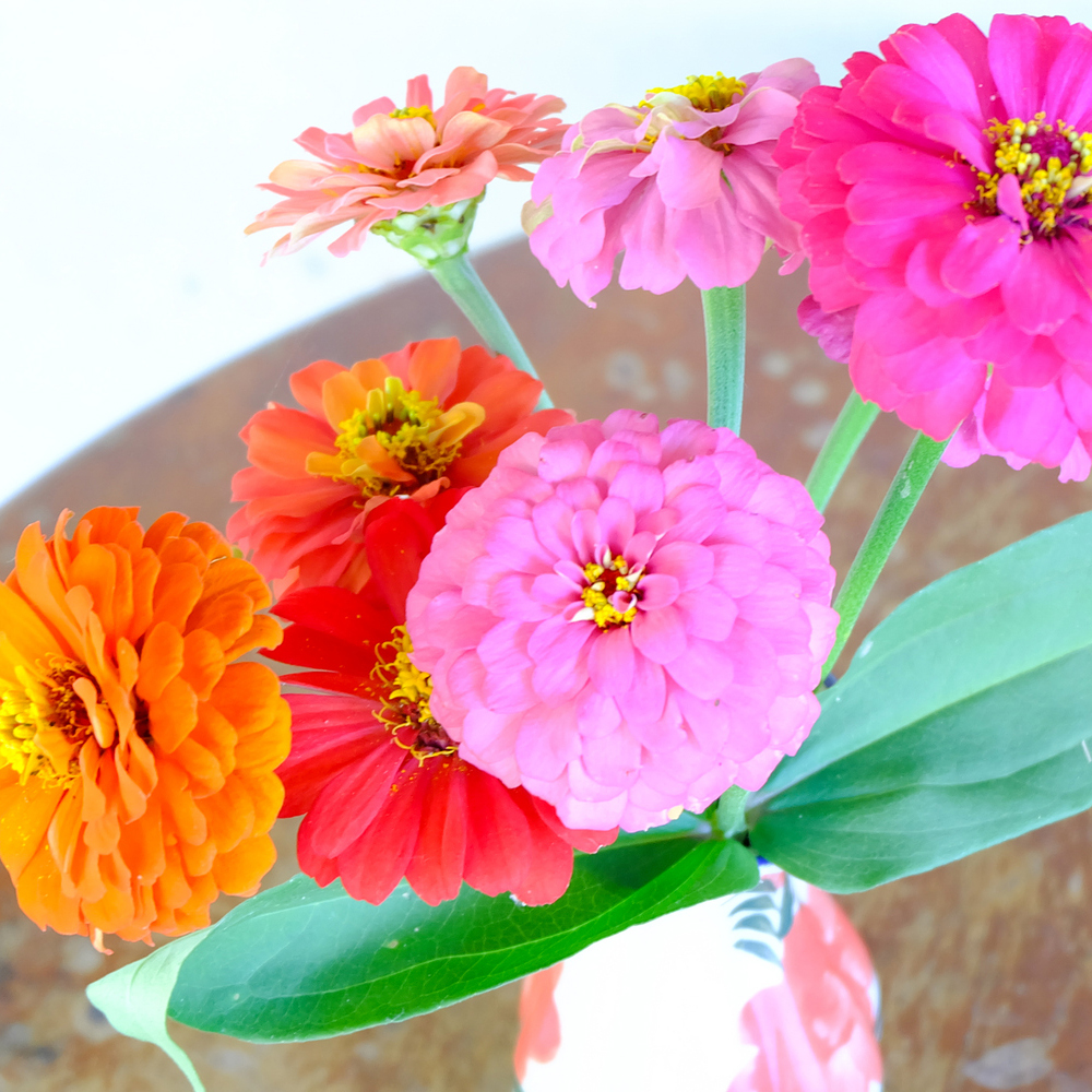Zinnia - Lilliput Mixture (30-40 Seeds)