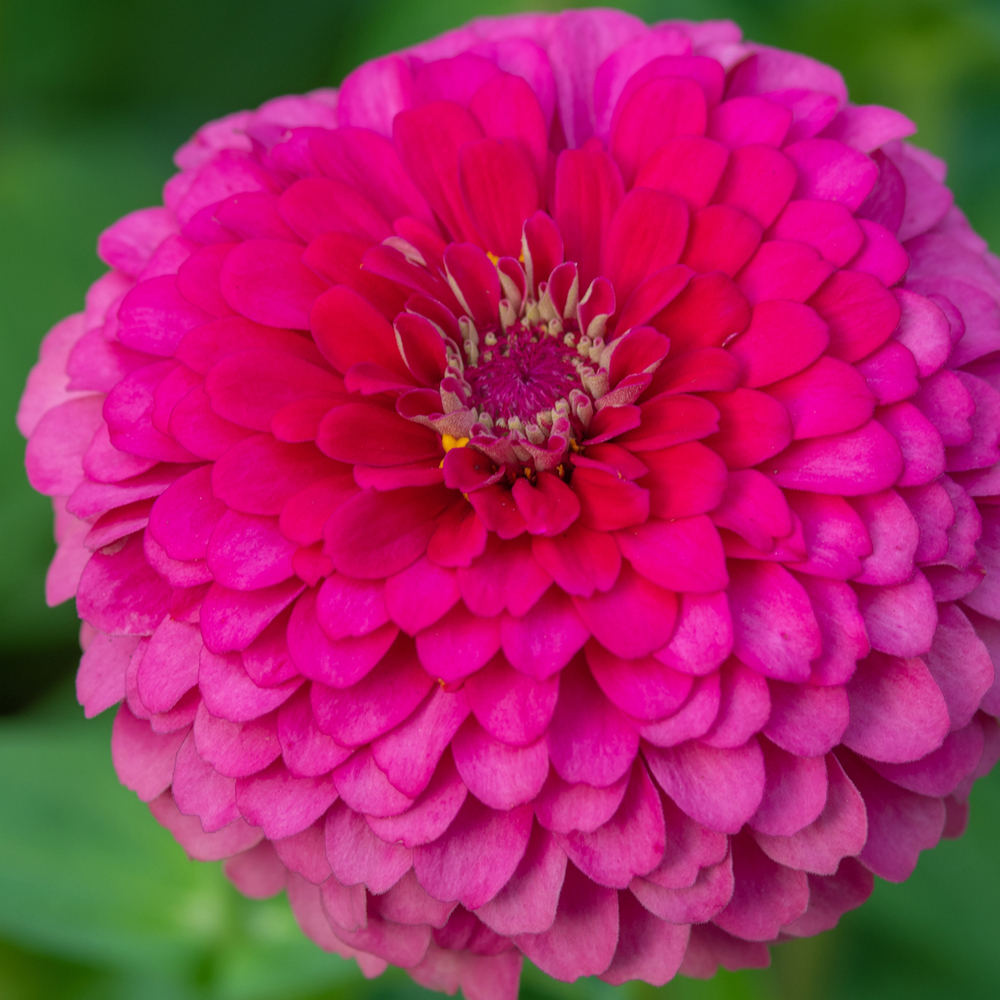 Zinnia - Magellan Series
