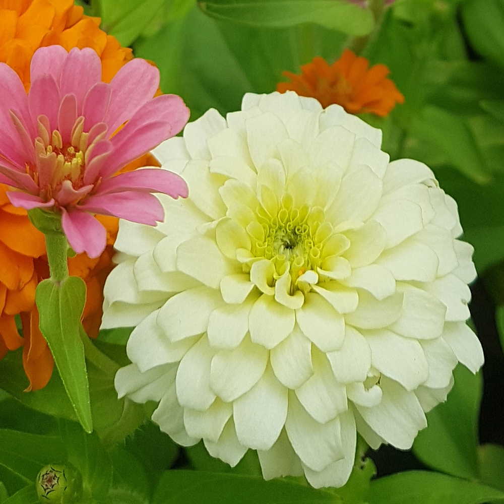 Zinnia - Magellan Series
