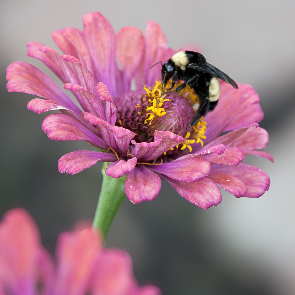 Zinnia - Pollinator Flower Mix