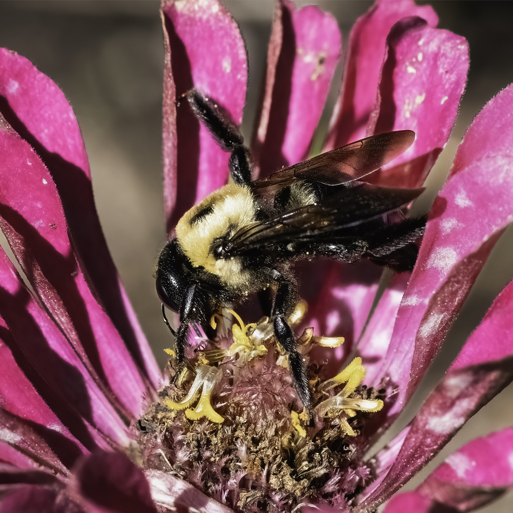 Zinnia - Pollinator Flower Mix