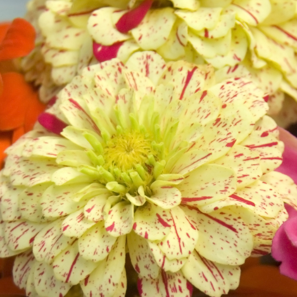 Zinnia - Pop Art Golden & Red