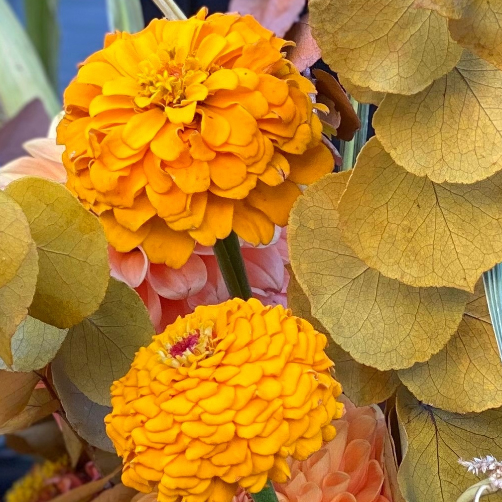 Zinnia - Pop Art Golden & Red