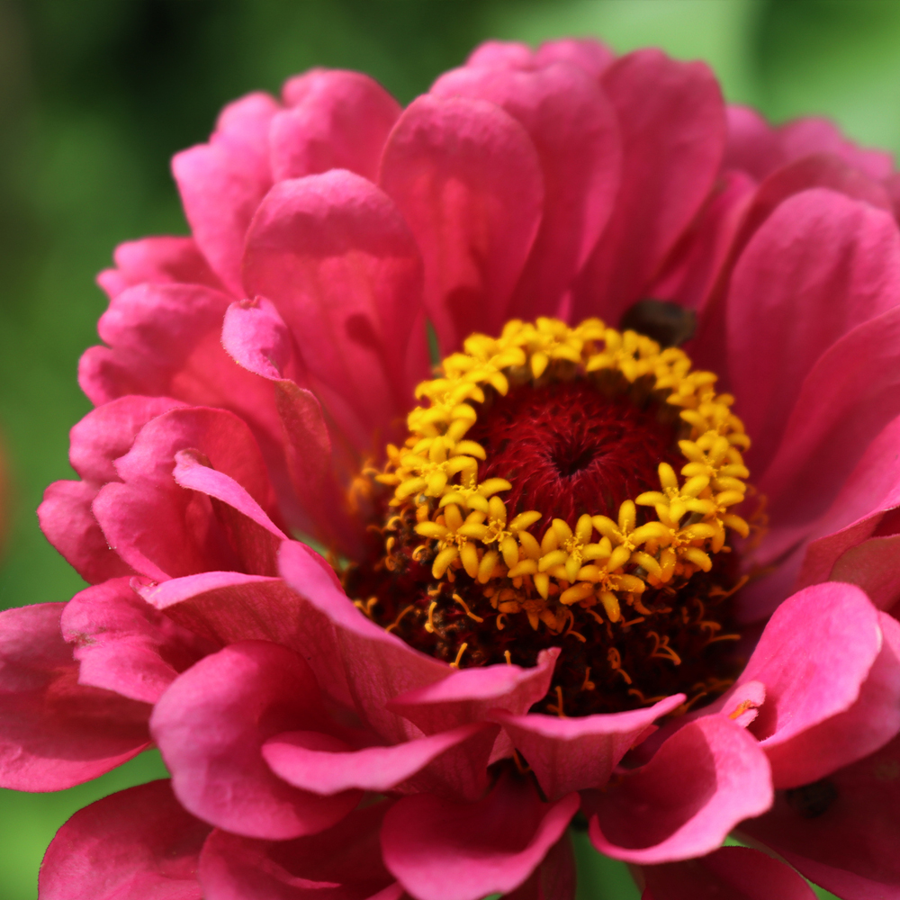 Zinnia - Profusion Series