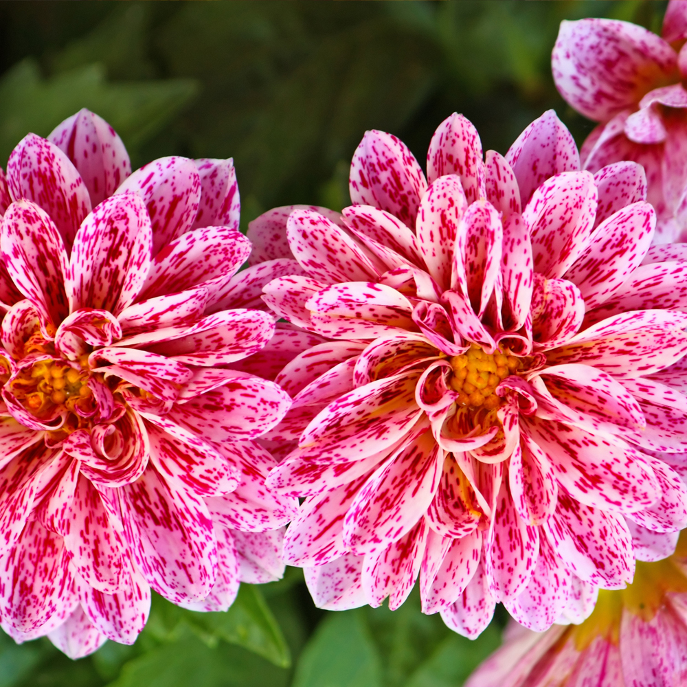 Zinnia - Profusion Series