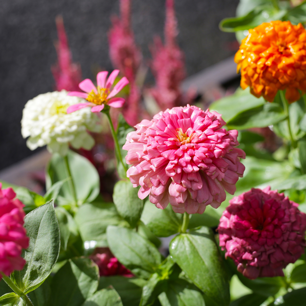 Zinnia - Pumila Pompon