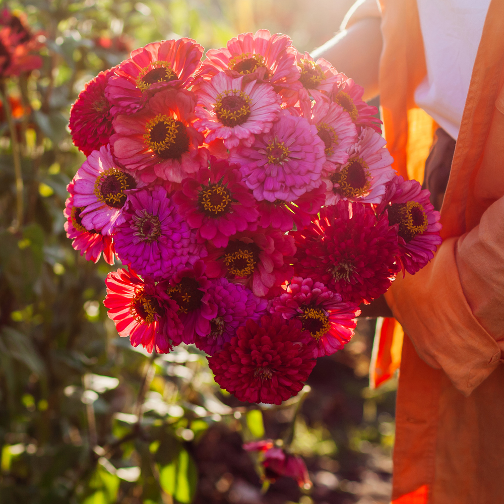 Zinnia - Pumila Pompon