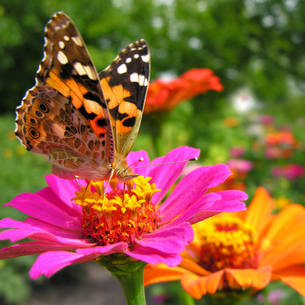 Zinnia - Special Collection Mix
