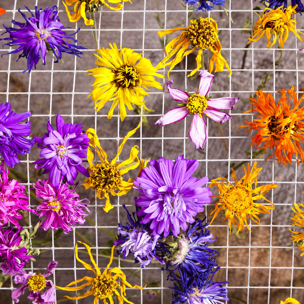 Zinnia - Special Collection Mix