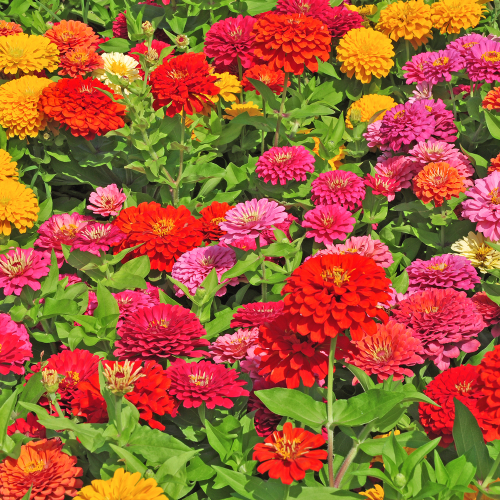 Zinnia – State Fair Mix (30-40 Seeds)