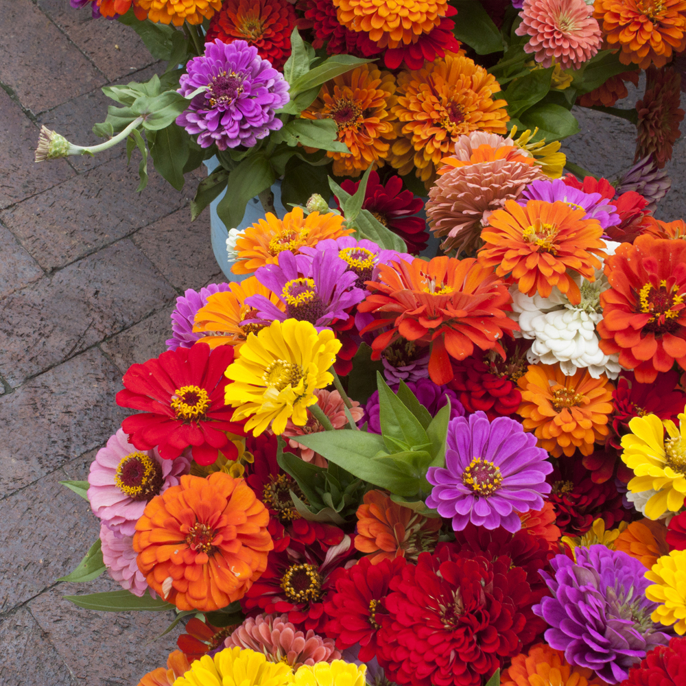 Zinnia - State Fair Mix (30-40 Seeds)