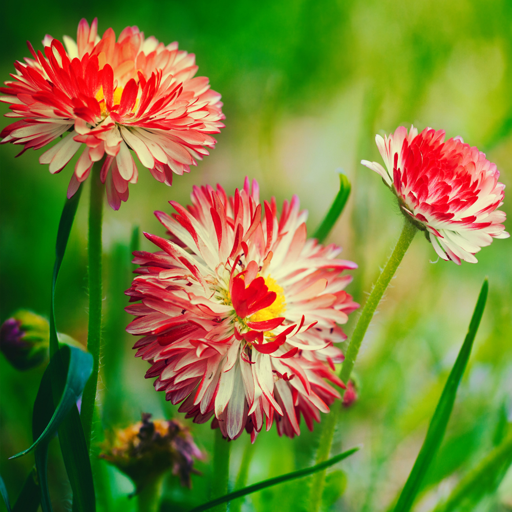 Zinnia - Swizzle