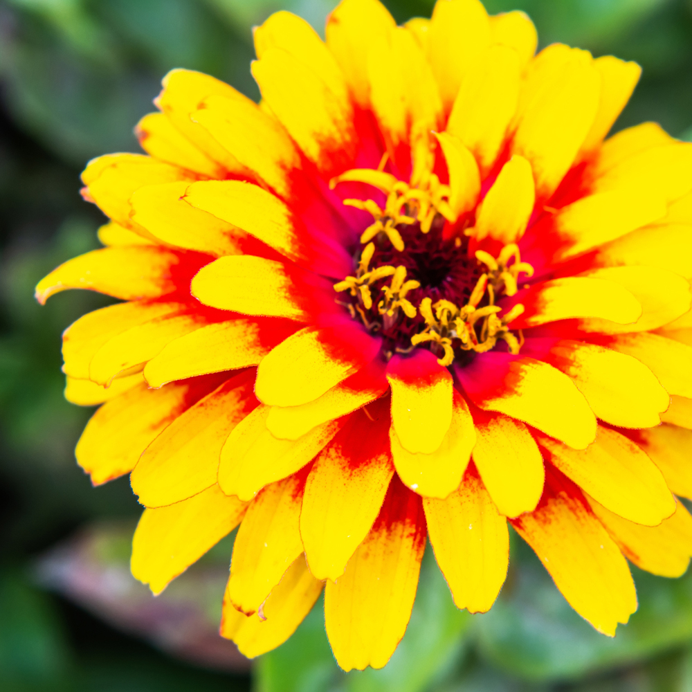 Zinnia - Swizzle