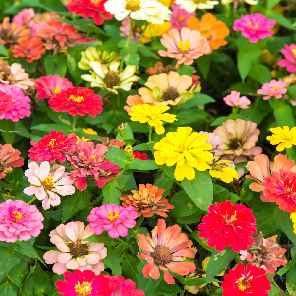 Zinnia – Thumbelina Mixture (30-40 seeds)