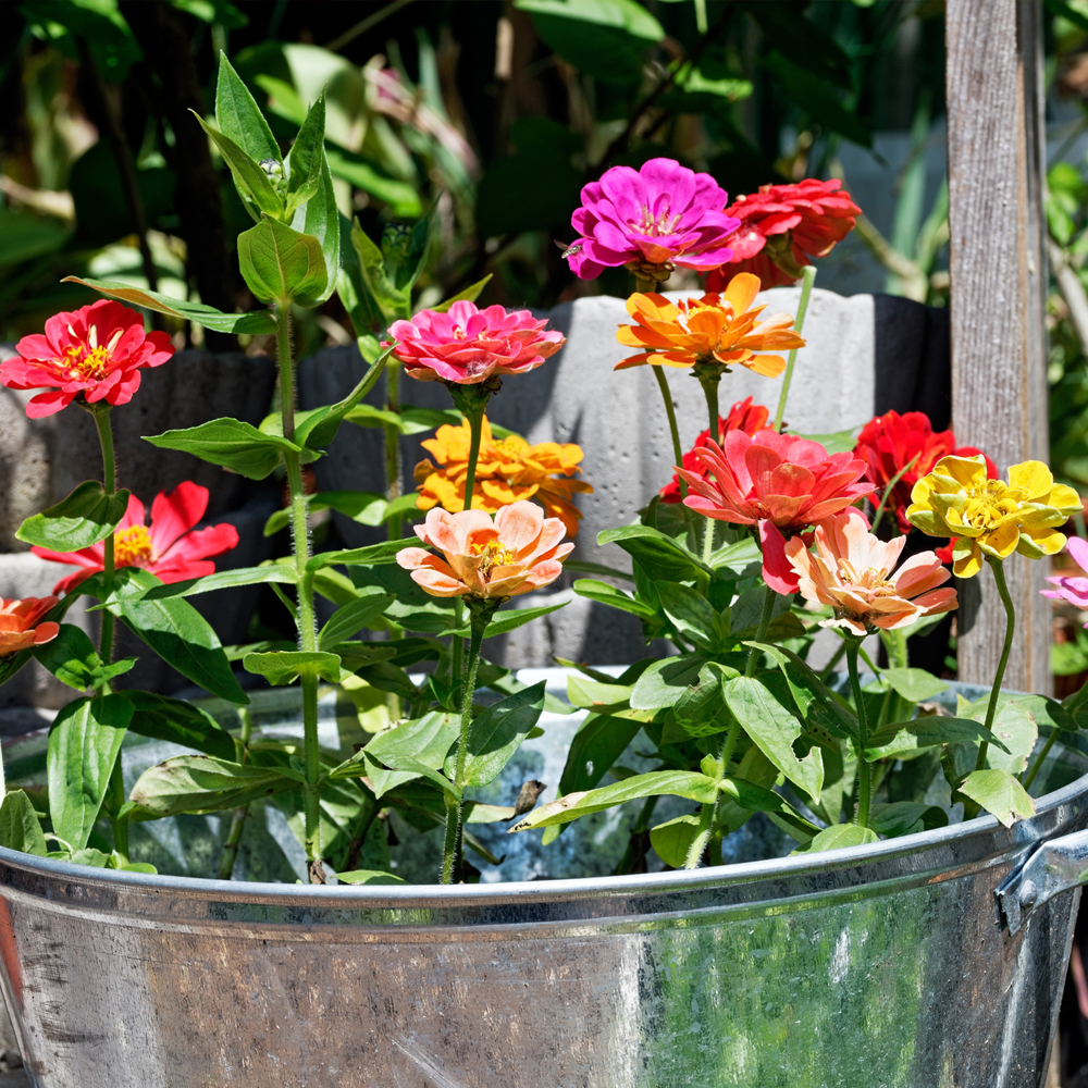 Zinnia – Thumbelina Mixture (30-40 seeds)