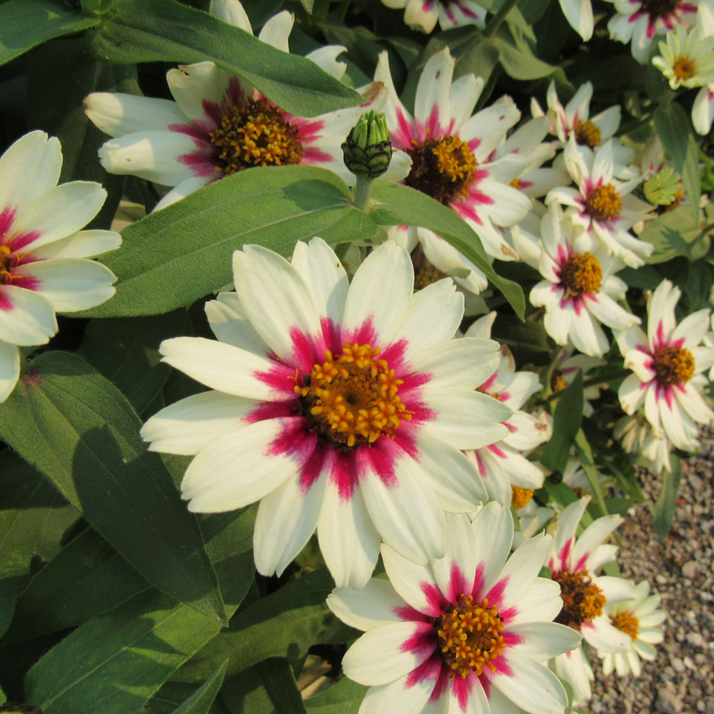 Zinnia - Zahara