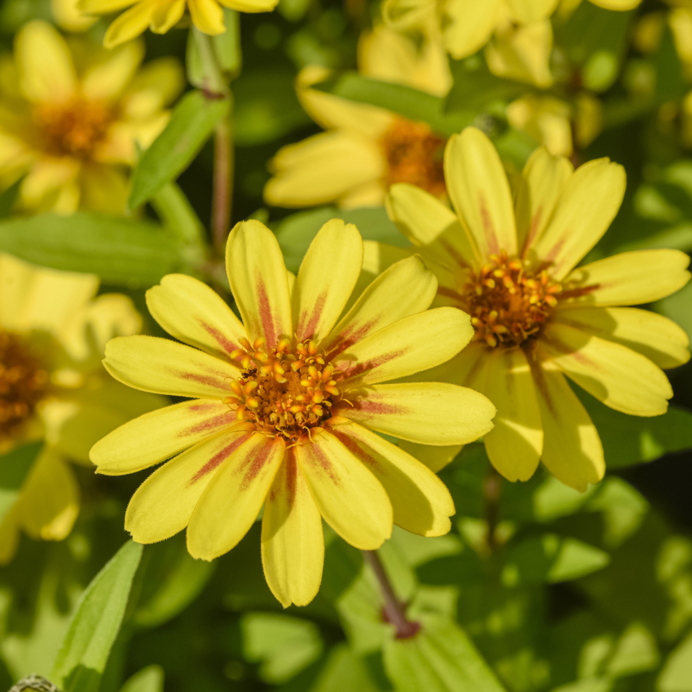 Zinnia - Zahara