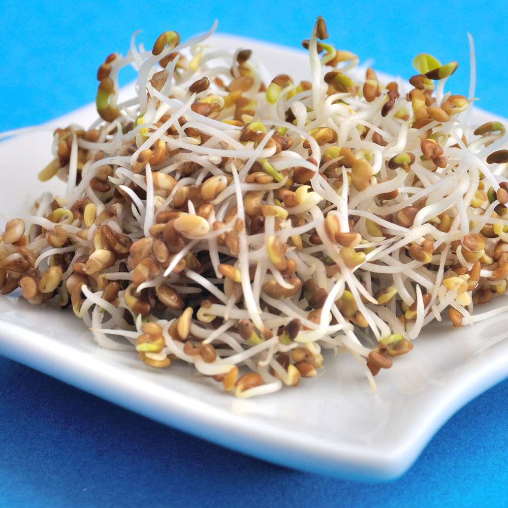 Sprouts - Alfalfa