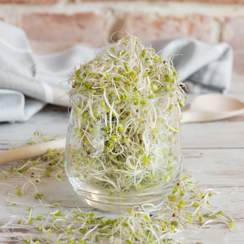 Sprouts - Alfalfa
