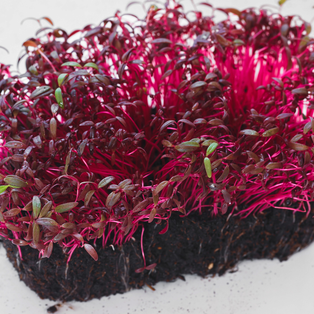 Amaranth - Red Garnet