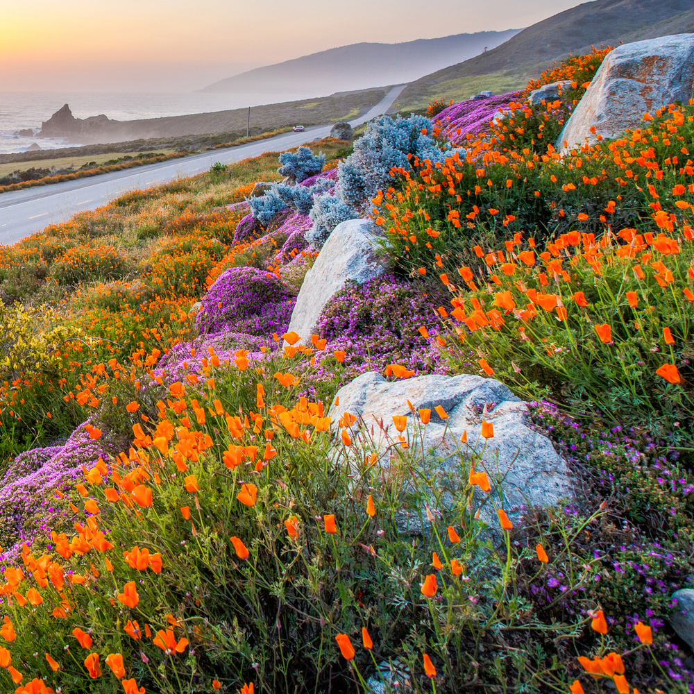 California Wildflower Seed Mix (1.5-2.5 Sq Ft)