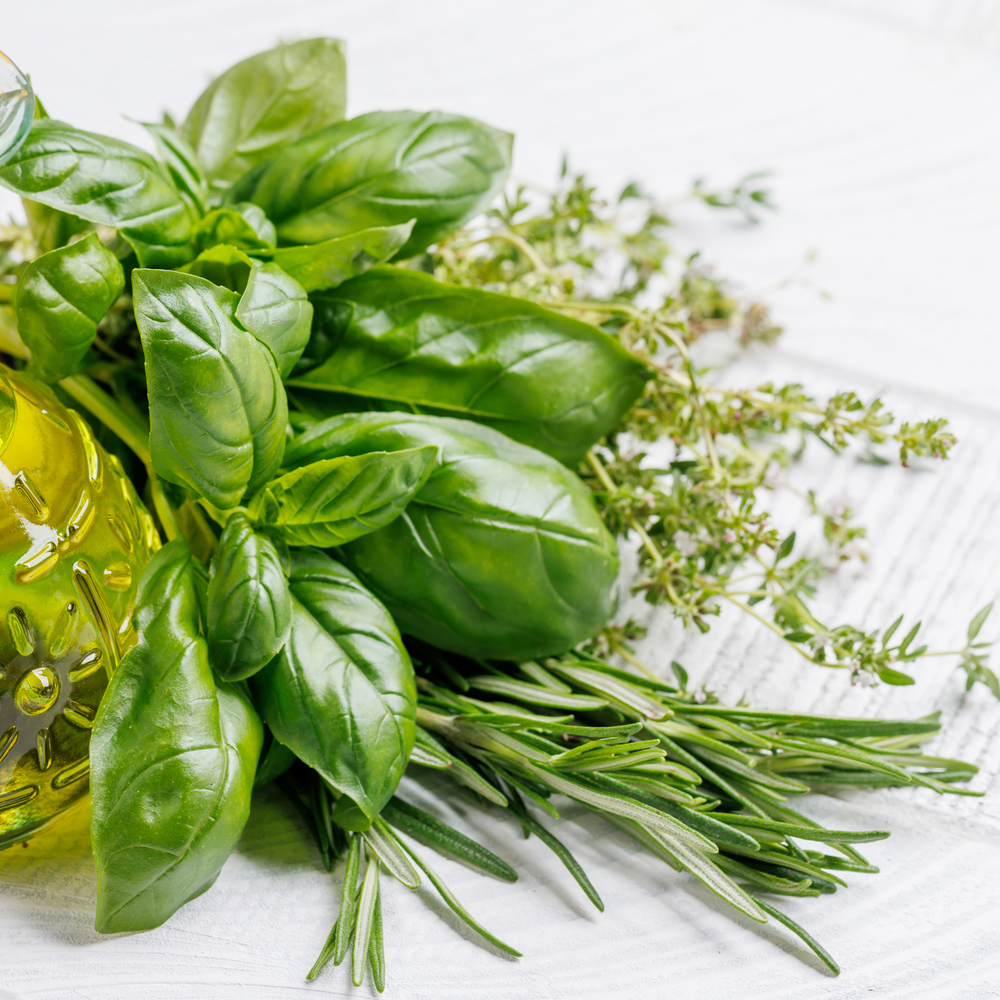 Basil - Genovese