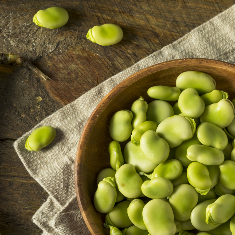 Bean - Fava