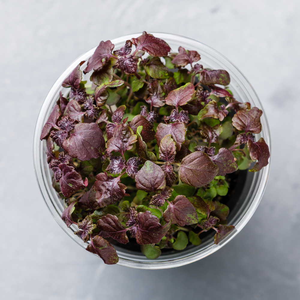 Shiso (Perilla) - Purple