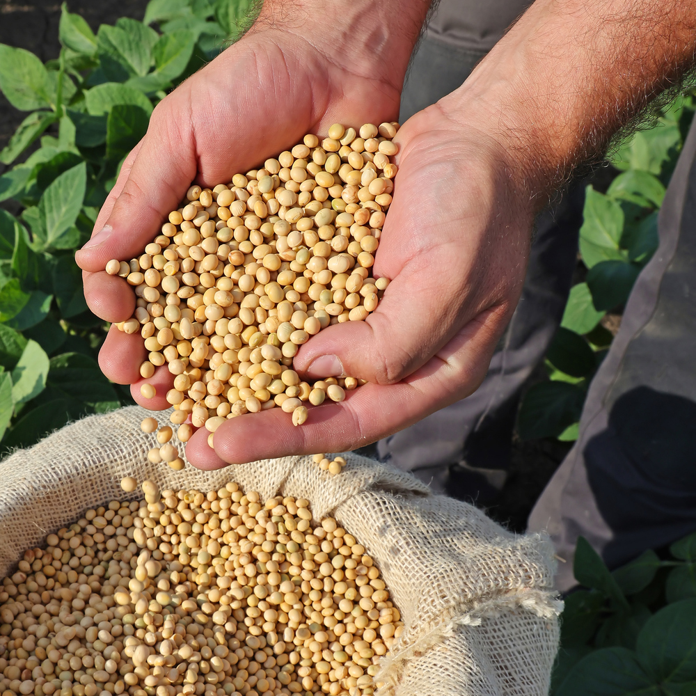 Yellow - Soybean