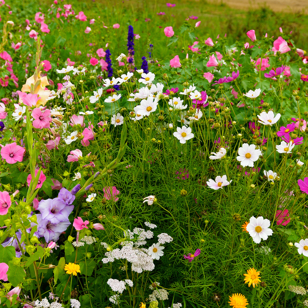 All Annual Wildflower Seed Mix (1.5-2.5 Sq Ft)