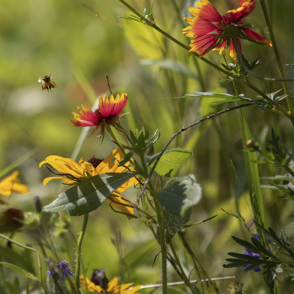 Bee Loving Wildflower Seed Mix (1.5-2.5 Sq Ft)