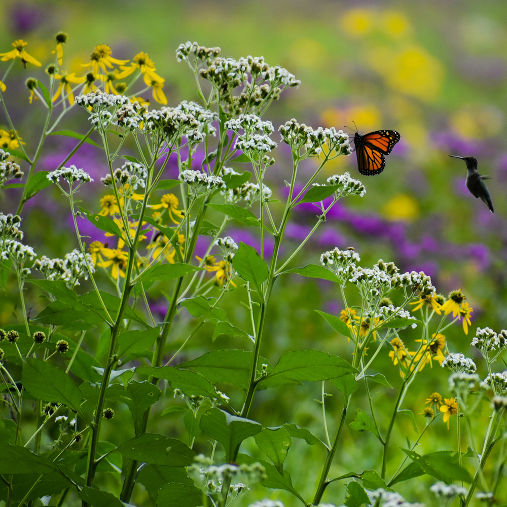Bird & Butterfly Wildflower Seed Mix (1.5-2.5 Sq Ft)