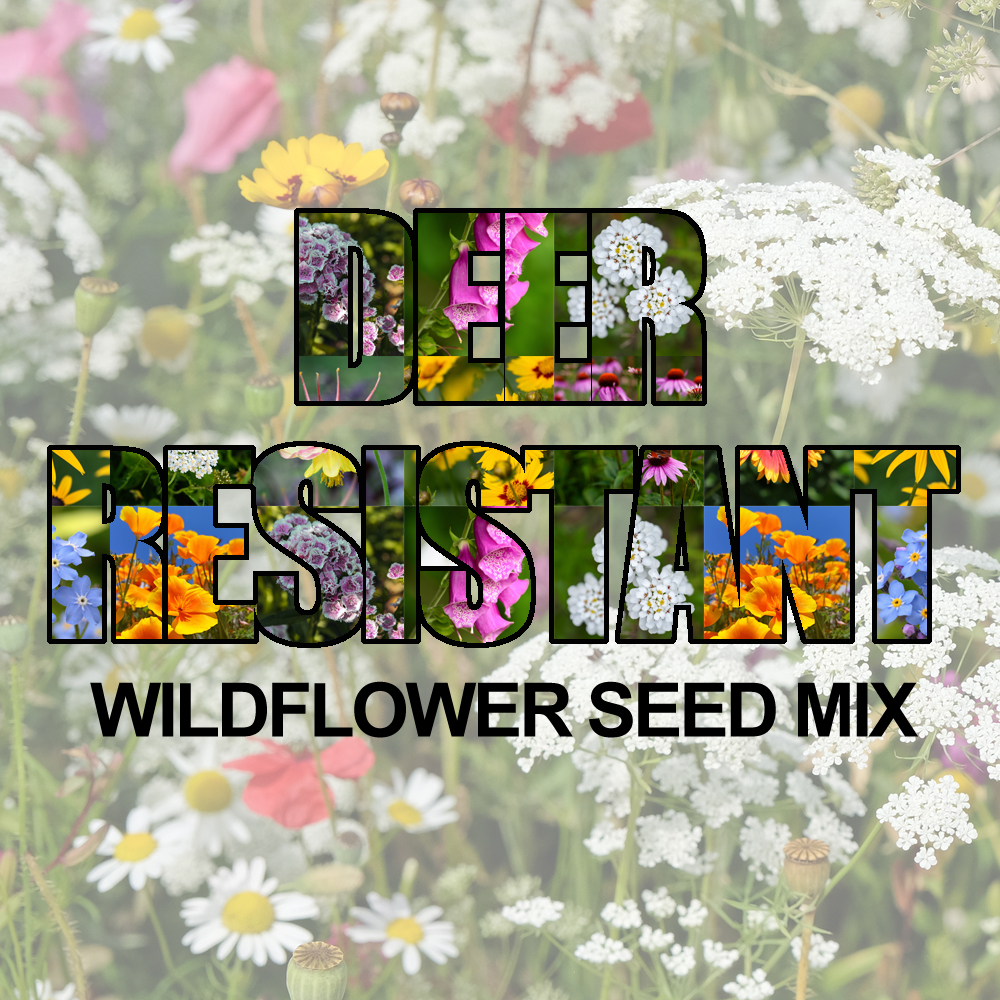Deer Resistant Wildflower Seed Mix (1.5-2.5 Sq Ft)