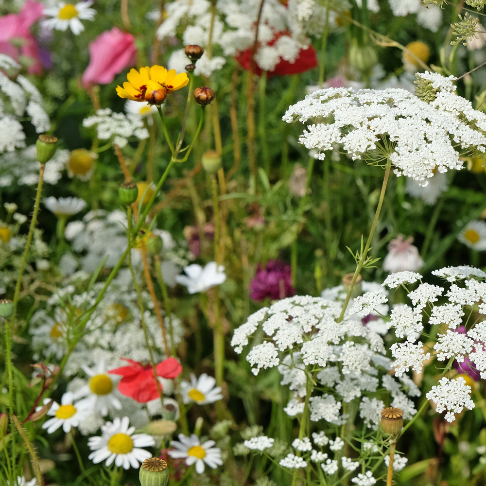 Deer Resistant Wildflower Seed Mix (1.5-2.5 Sq Ft)