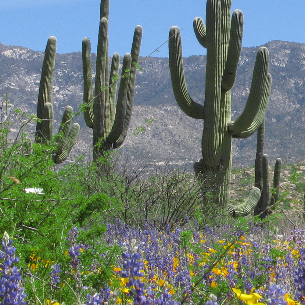 Dry Area Wildflower Seed Mix (1.5-2.5 Sq Ft)