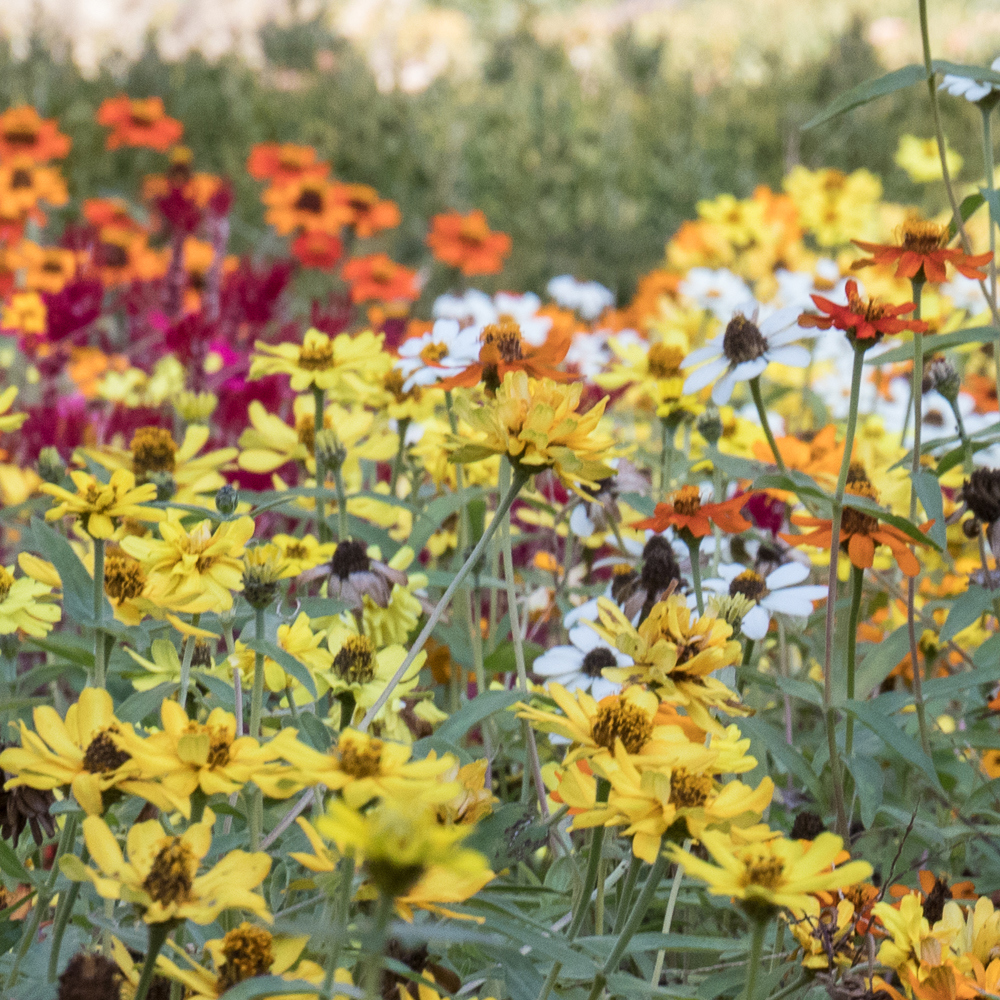 Fall Blooming Wildflower Seed Mix (1.5-2.5 Sq Ft)
