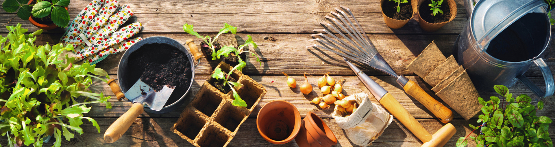 Dollar Seeds from Dollar Heirloom Dollar Heirloom dollar seeds with vegetable, flower and herb seeds for $1 a packet