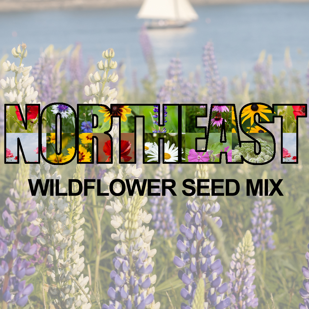 Northeast Wildflower Seed Mix (1.5-2.5 Sq Ft)
