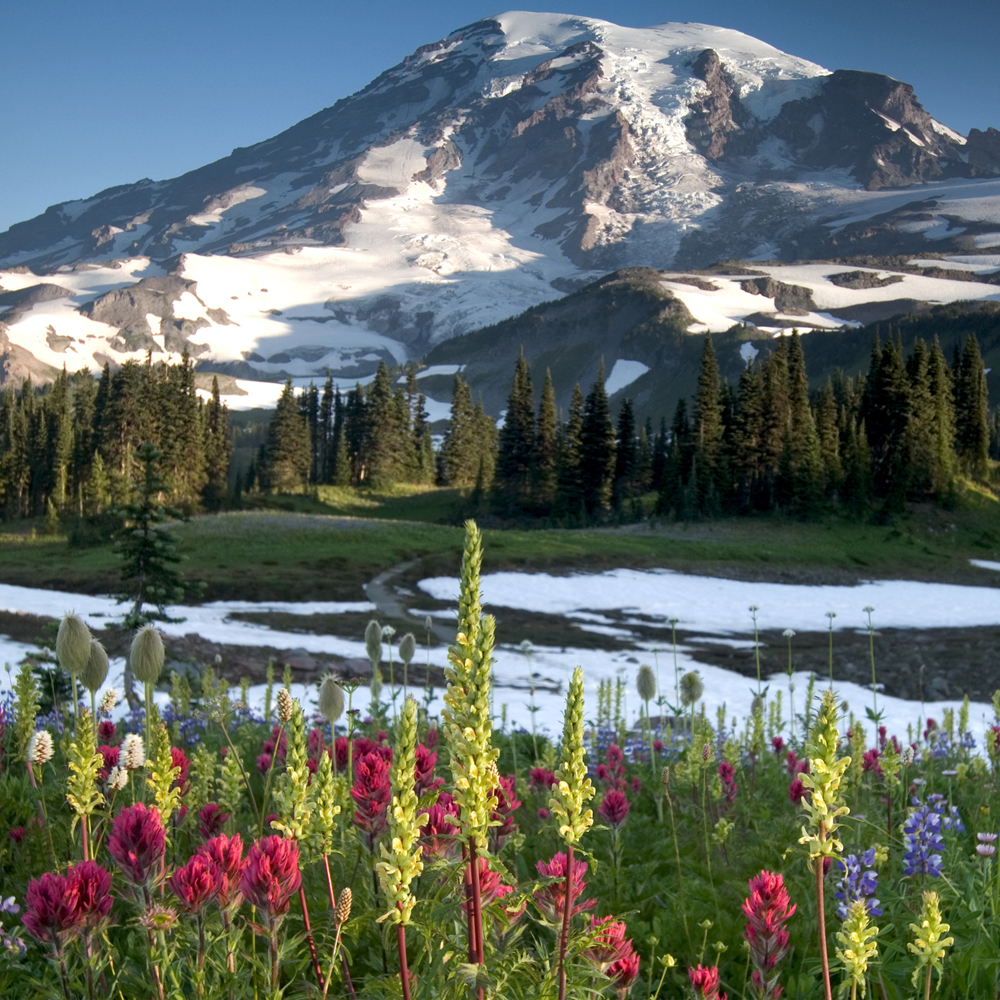 Pacific Northwest Wildflower Seed Mix (1.5-2.5 Sq Ft)