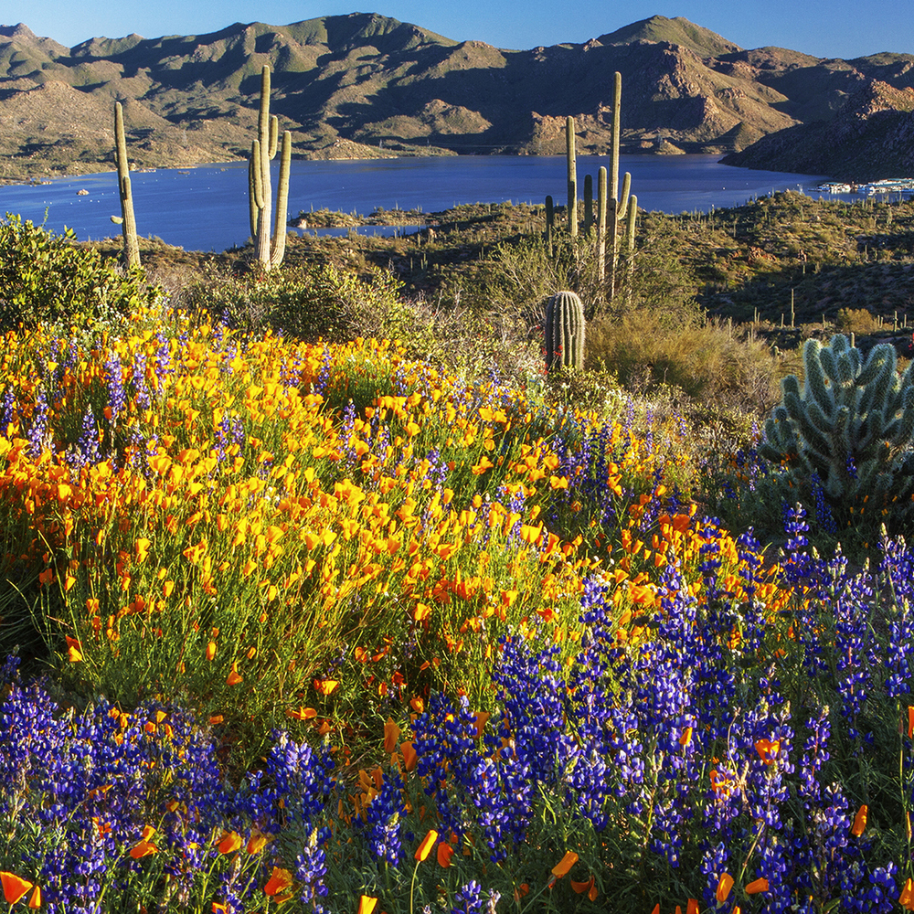 Southwest Wildflower Seed Mix (1.5-2.5 Sq Ft)