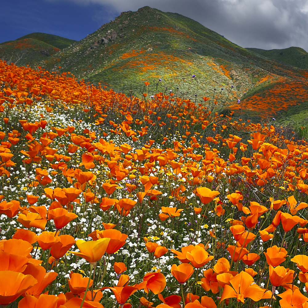 Western Wildflower Seed Mix (1.5-2.5 Sq Ft)