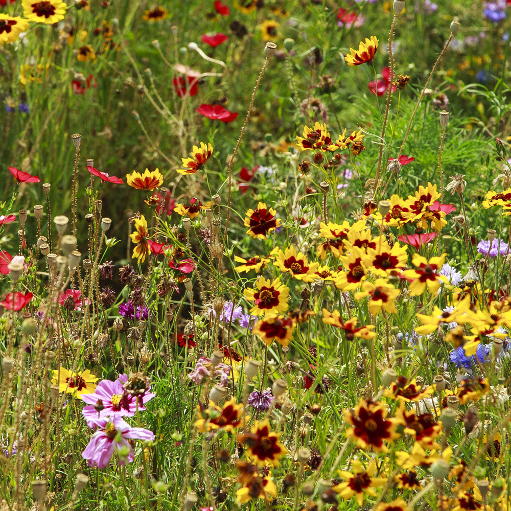 Heirloom Flower Seed Mix (1.5-2.5 Sq Ft)