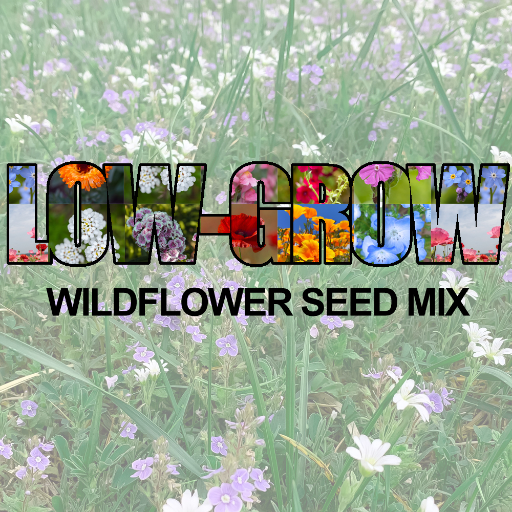 Low-Grow Wildflower Seed Mix (1.5-2.5 Sq Ft)