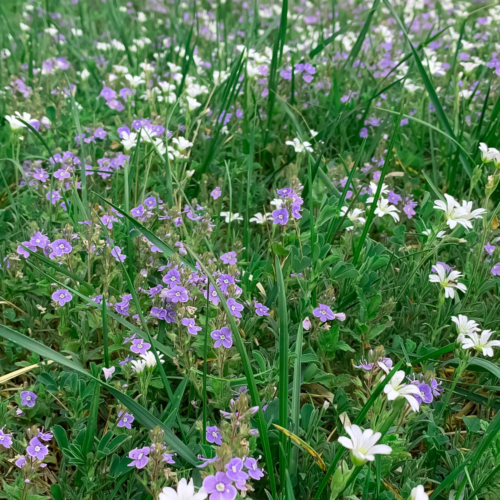 Low-Grow Wildflower Seed Mix (1.5-2.5 Sq Ft)