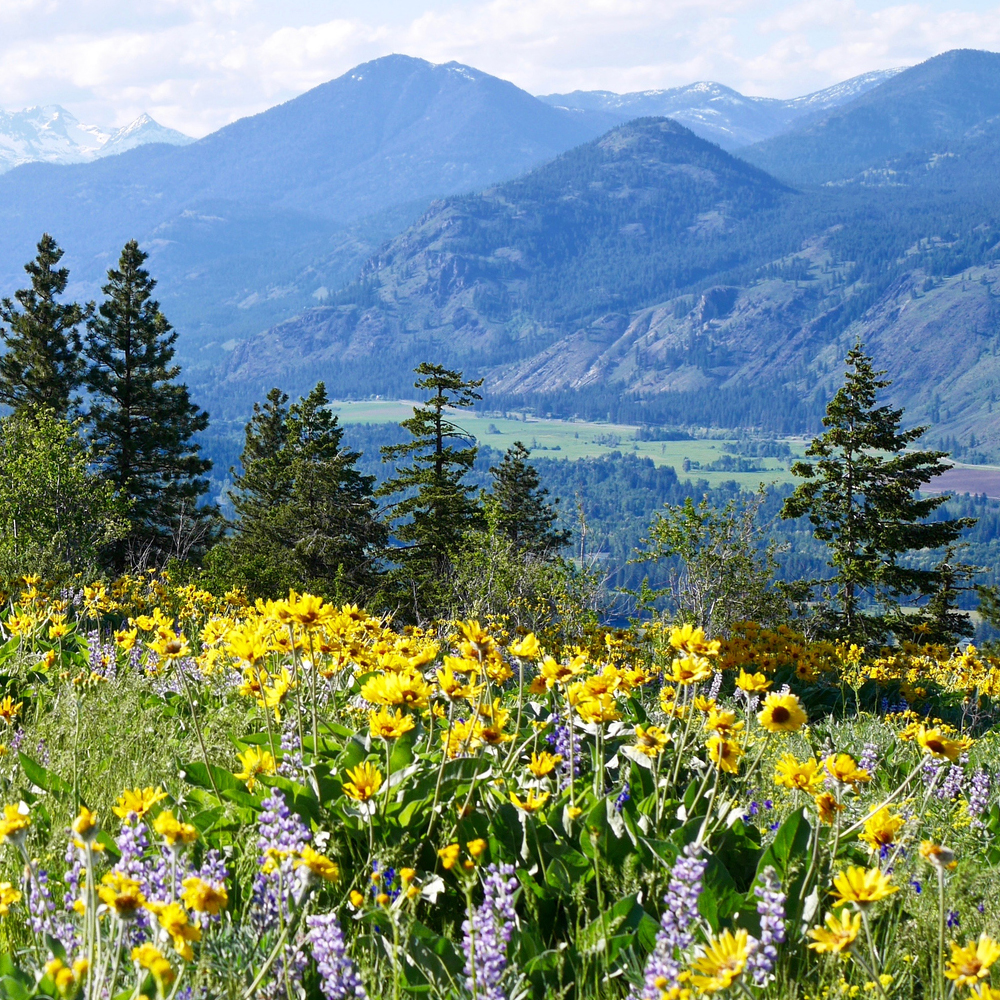Native Wildflower Seed Mix (1.5-2.5 Sq Ft)