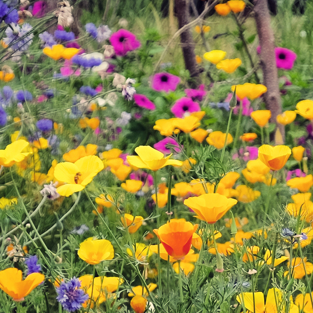 Partial Shade Wildflower Seed Mix (1.5-2.5 Sq Ft)