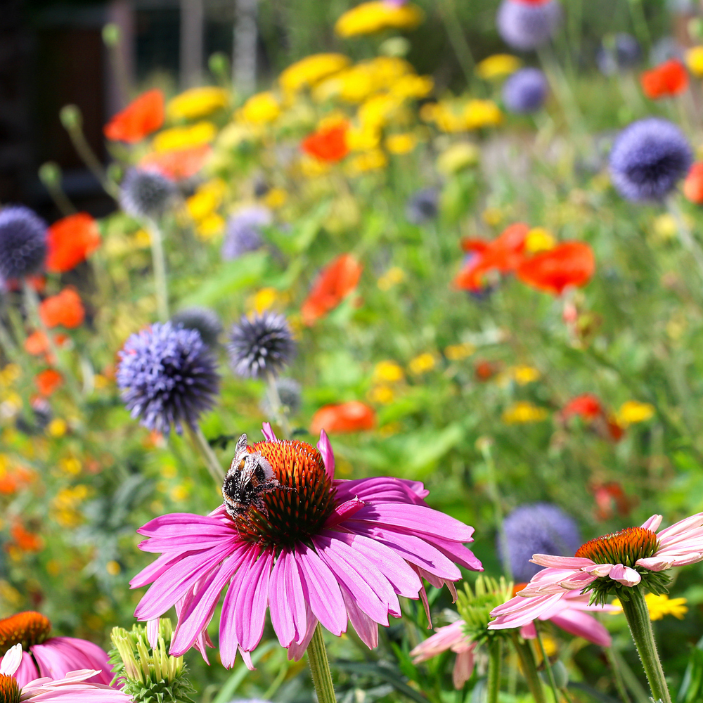 Pollinator Friendly Flowers