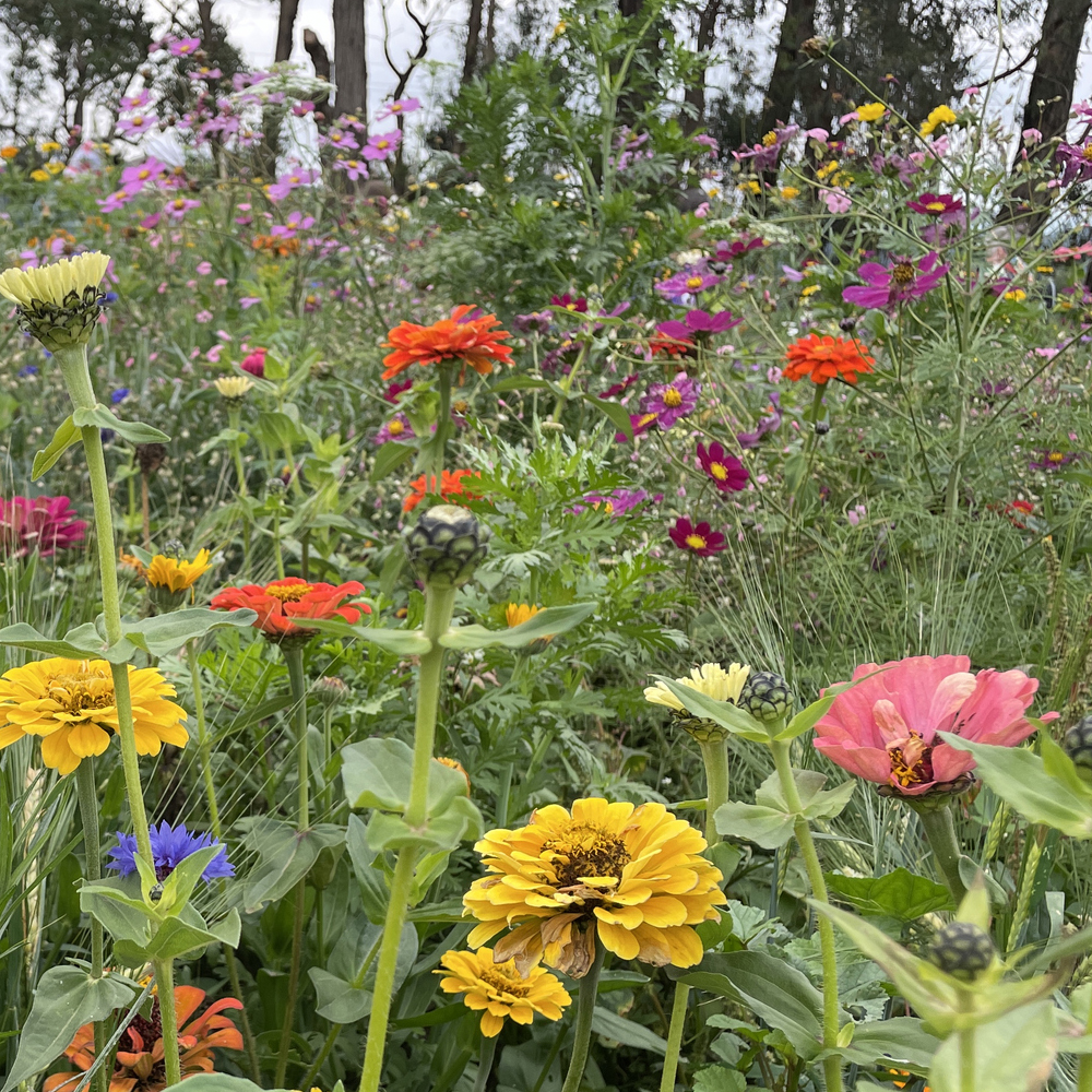Wildflower - Annual & Perennial (1.5-2.5 Sq Ft)
