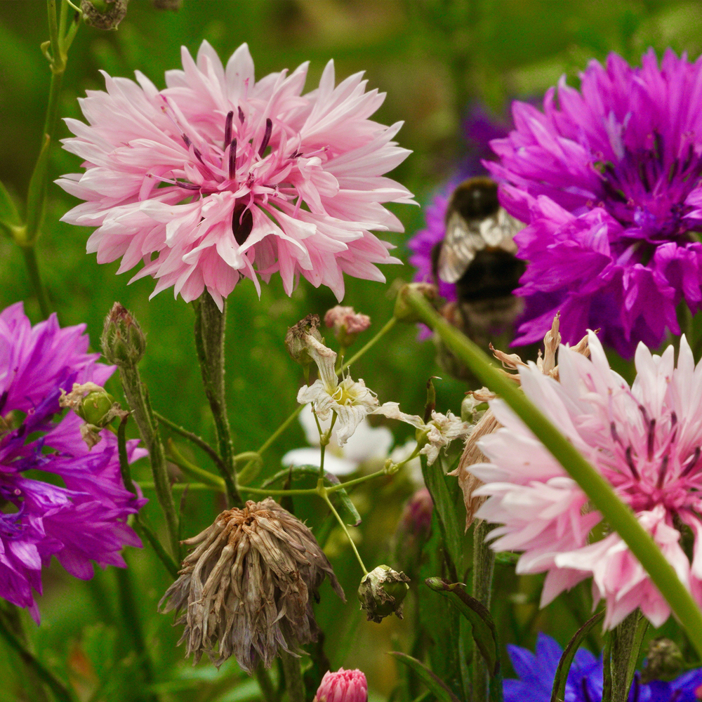 Bachelor Button – Dwarf Mix (40-50 Seeds)