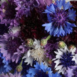 Bachelor Button – Polka Dot Mix (50-60 Seeds)